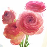 11349285_834159419992918_1275399744_a