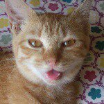 11934873_1016926118337903_1468643915_a