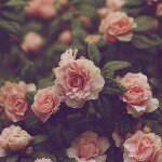 11334543_1012499865429969_208120102_a