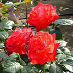 11934910_922504174475955_339368030_a