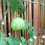 10472030_1515021325383348_104746407_a