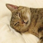 11325051_152304551768983_1110961238_a