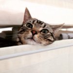 11256829_653248448112950_661222559_a