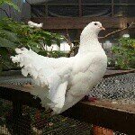 10448936_263326770518677_692952505_a