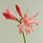 12345968_1123574561009906_438723576_a