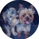 11850150_1005468212805681_1252557797_a