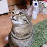 11191293_1626122384272235_740595795_a