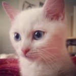 11363699_963834650347992_466096575_a