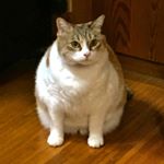 917892_1537682686546943_531615454_a