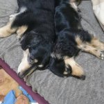 11247850_350406761816142_2141727739_a