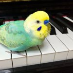 10890542_1397208017246519_1513915556_a