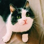 12071141_1910152325875648_1238950101_a