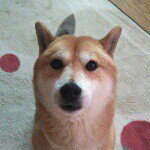 10995187_764938786934883_1031000355_a