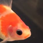 12256744_1160941337251102_856396241_a