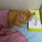 11201508_1054096021329064_1623344396_a