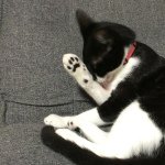 10661062_974105869273623_1466267414_a