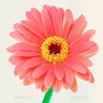 12328327_148651268828724_655148666_a