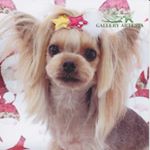 12356516_1488954851413209_1912410005_a