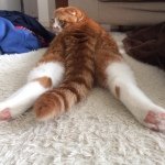 925244_220444571498611_481260832_a