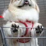 1741985_1500260580273137_792268883_a