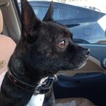 11850093_502105616618468_1444643347_a