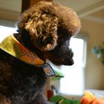 12357577_102683193438453_189625496_a