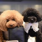 11809902_736997923093632_675713326_a