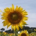 12362431_1859454034280900_314977604_a