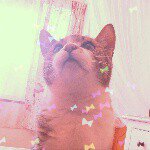 10832188_829922180405599_2002345880_a