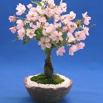 12107439_1130067330344271_300448445_a