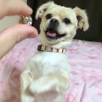 1173049_1677664682518806_2109998098_a