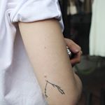 12331686_444556062403960_881371362_a