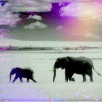 11375377_163305710667994_720002099_a