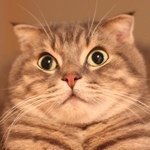 11809954_702039386567718_1804391267_a