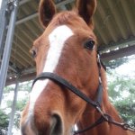 11111523_675220155939403_882223603_a