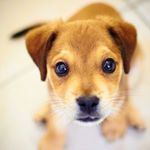 11417322_1659901537580471_635720525_a