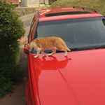 12424692_534127016758378_1636896165_a