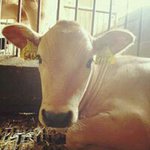 10954447_1455711564719130_1118334411_a