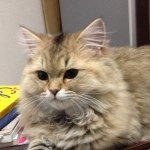 10453923_322919797866071_2004351702_a