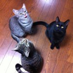 11875444_167093010288342_150606718_a