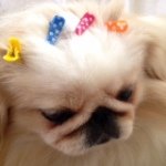 11821896_1452253885102413_1673689671_a