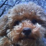 11850267_1622312834720790_1395201811_a