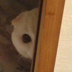 10979573_1553248128268831_2065915729_a