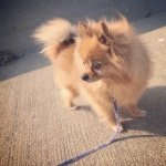 11313557_867643376645561_905349411_a