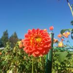 12145334_808596939266301_1911031222_a