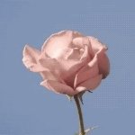 11330791_1593174754269089_391292536_a