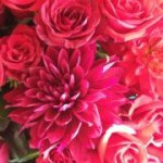 11336087_735947096534987_286611554_a