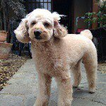 11093133_965562823467724_2103385678_a