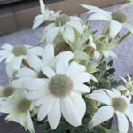 11849964_1478007245854973_971531221_a