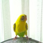 11372315_1676181759282649_1296911411_a